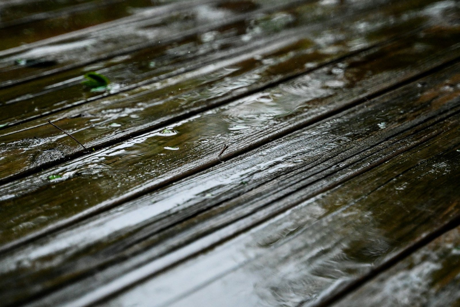 Grüner Belag auf Holzdielen einer Terrasse