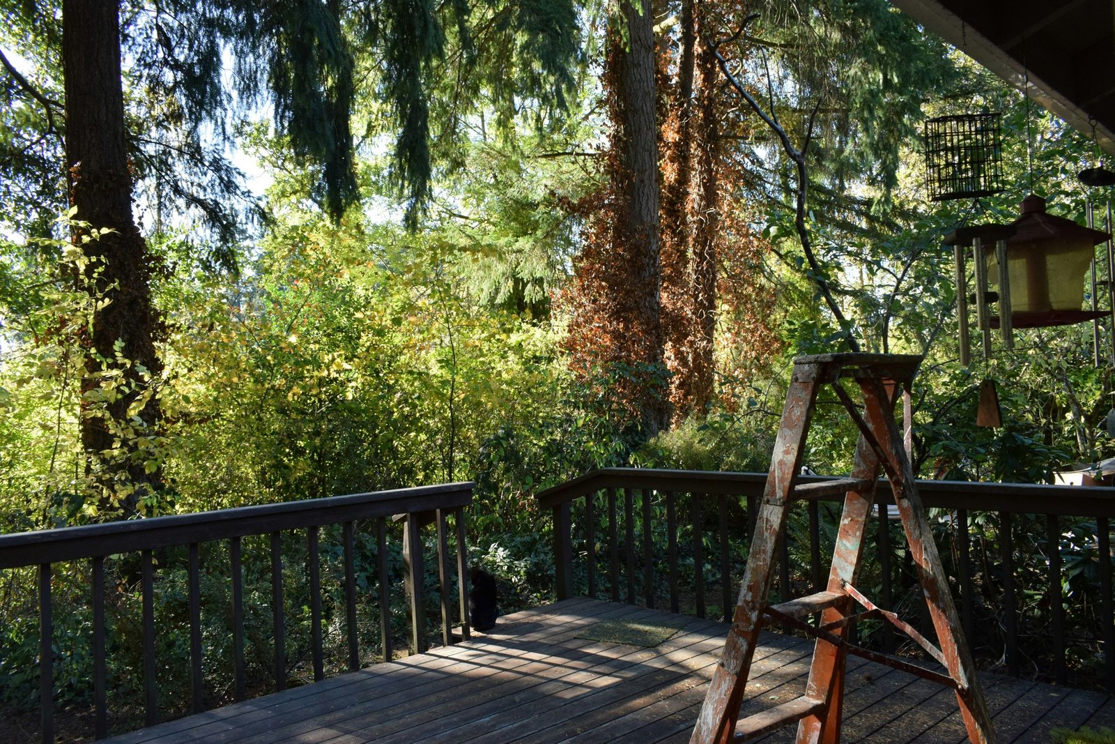 Holzterrasse trocknet nach der Reinigung an der Luft
